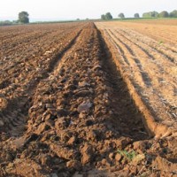 Piaţa terenurilor agricole din Republica Moldova în stand by